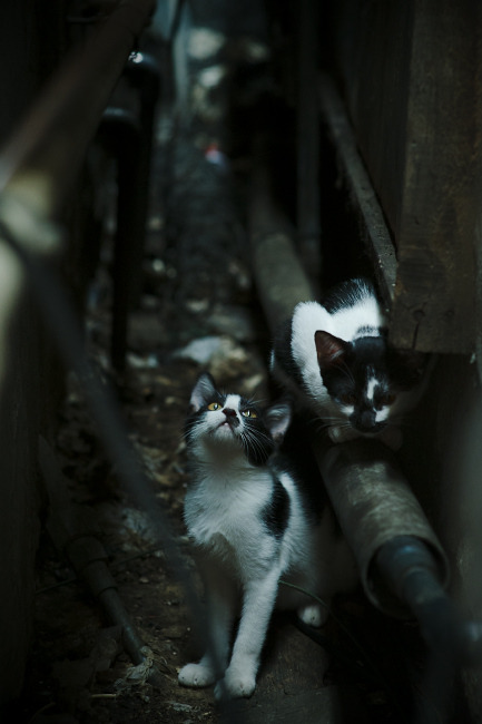 JiuyouAPP下载-“传奇时刻：永难忘怀的冠军瞬间”，传奇时刻球员