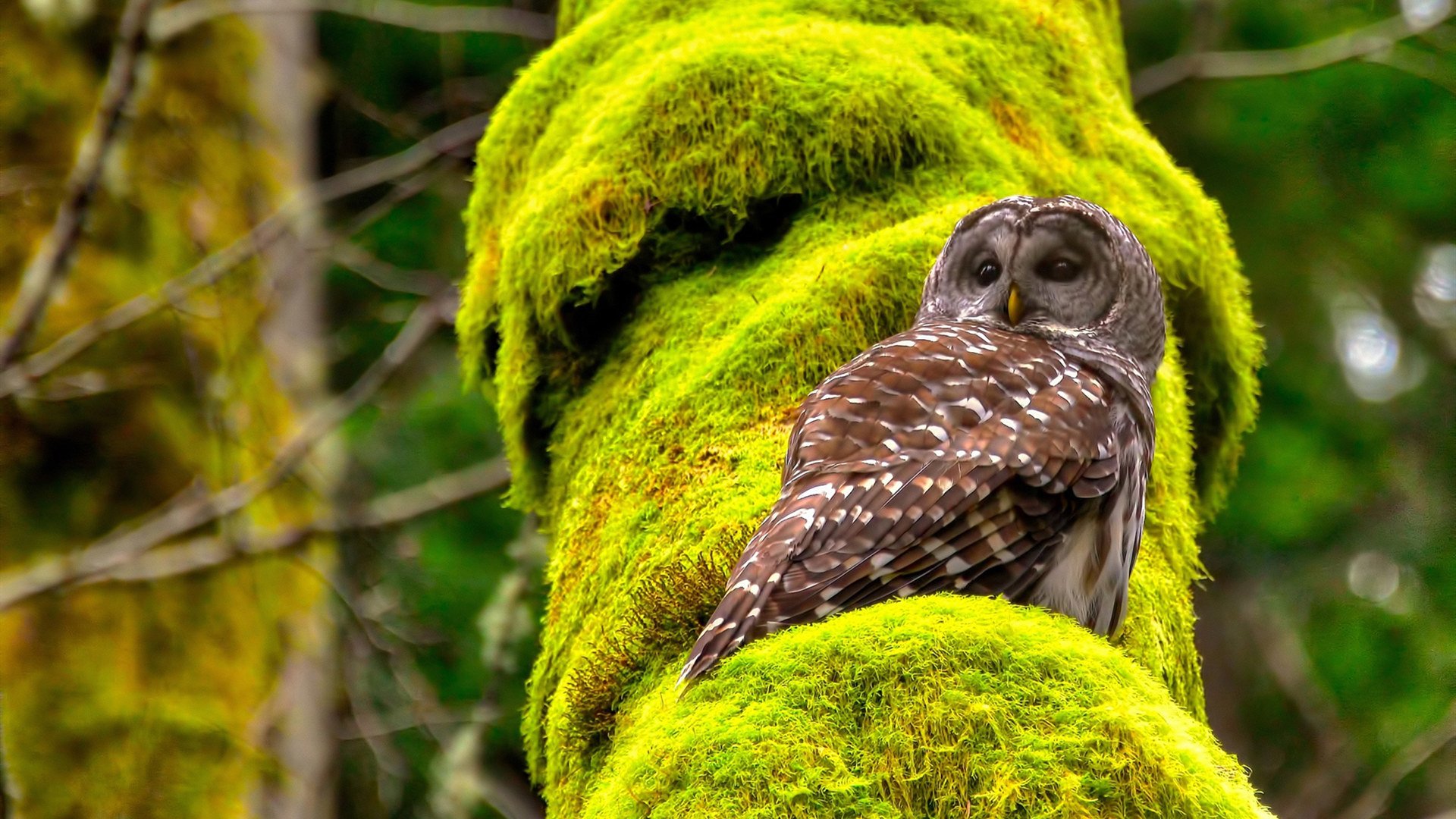 九游登录入口-“冠军的装备”——专属车辆调校细节全揭秘