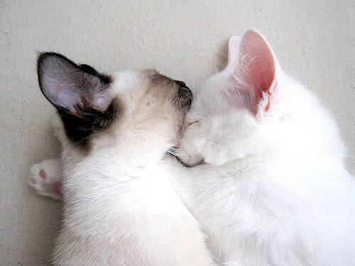 “德甲多队血战到底,冠军争夺日趋激烈”,德甲一共打几轮