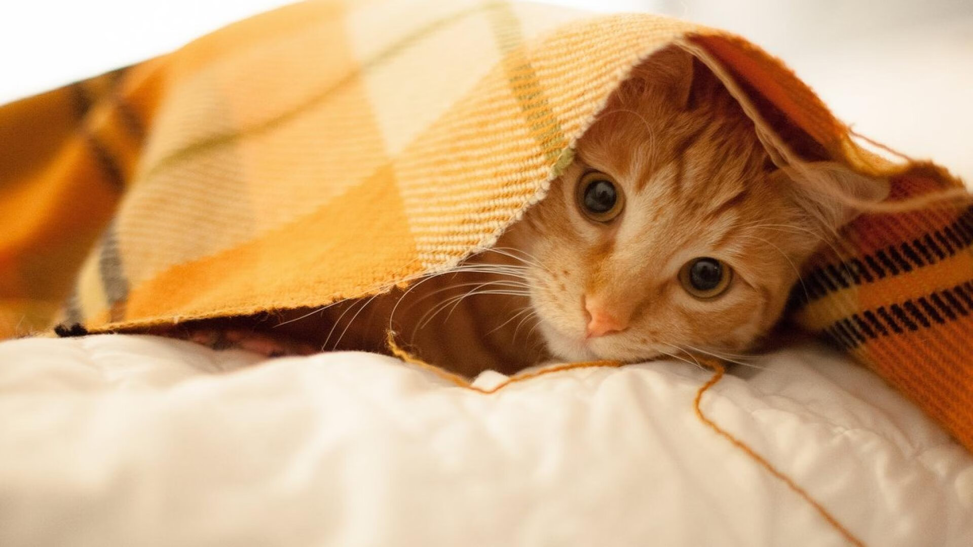 【马克·塞尔比】铁壁防守的秘密：为什么被对手难以破开？，马克·塞尔比的球风