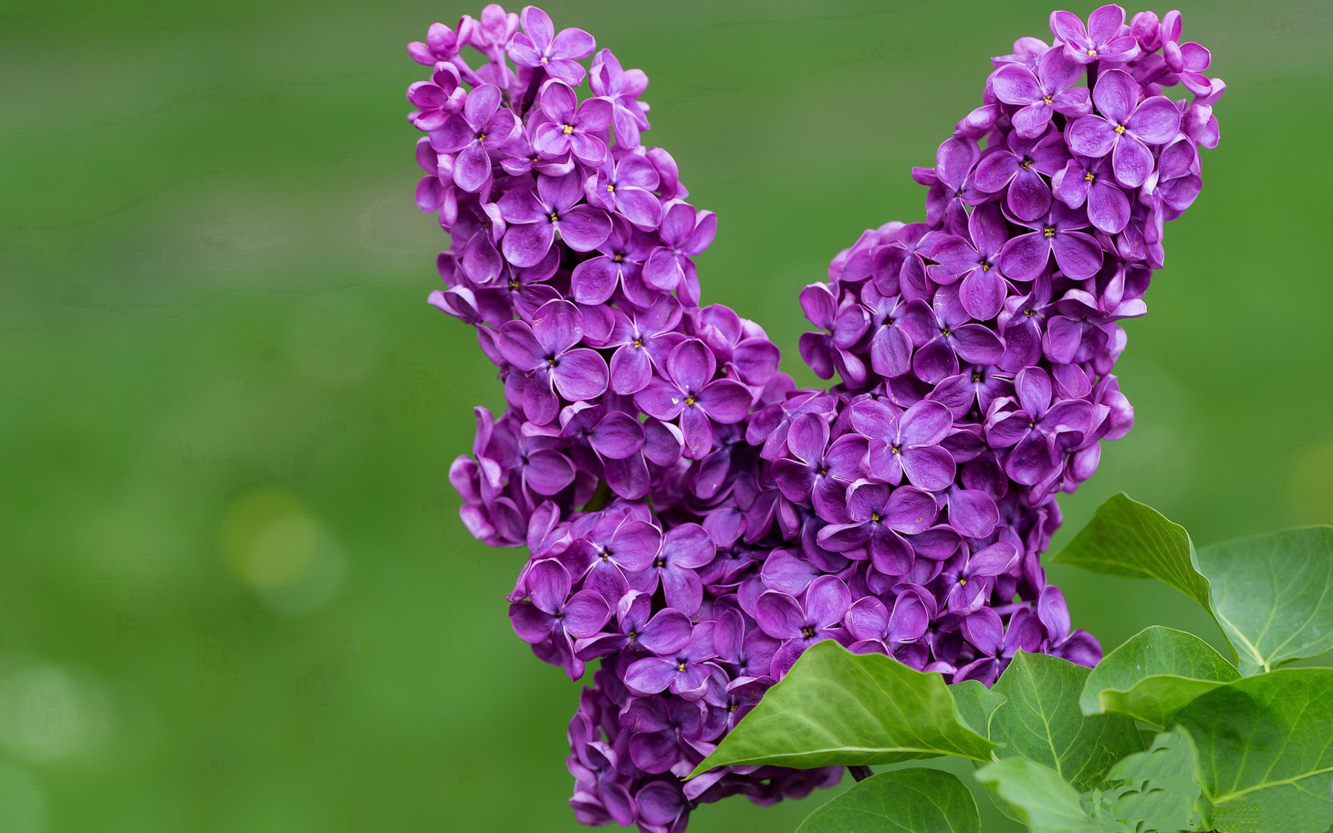 炉石传说 高手对决精彩纷呈，炉石传说 对决胜率
