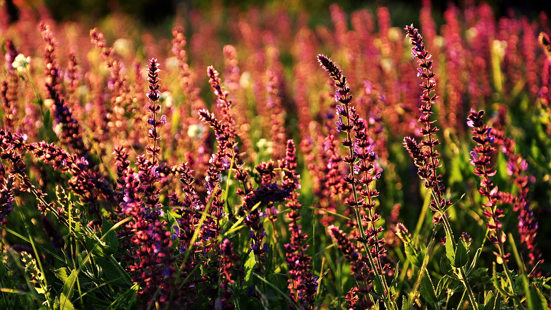 九游网页版官网入口-球迷故事：最疯狂的支持和应援瞬间，球迷分享