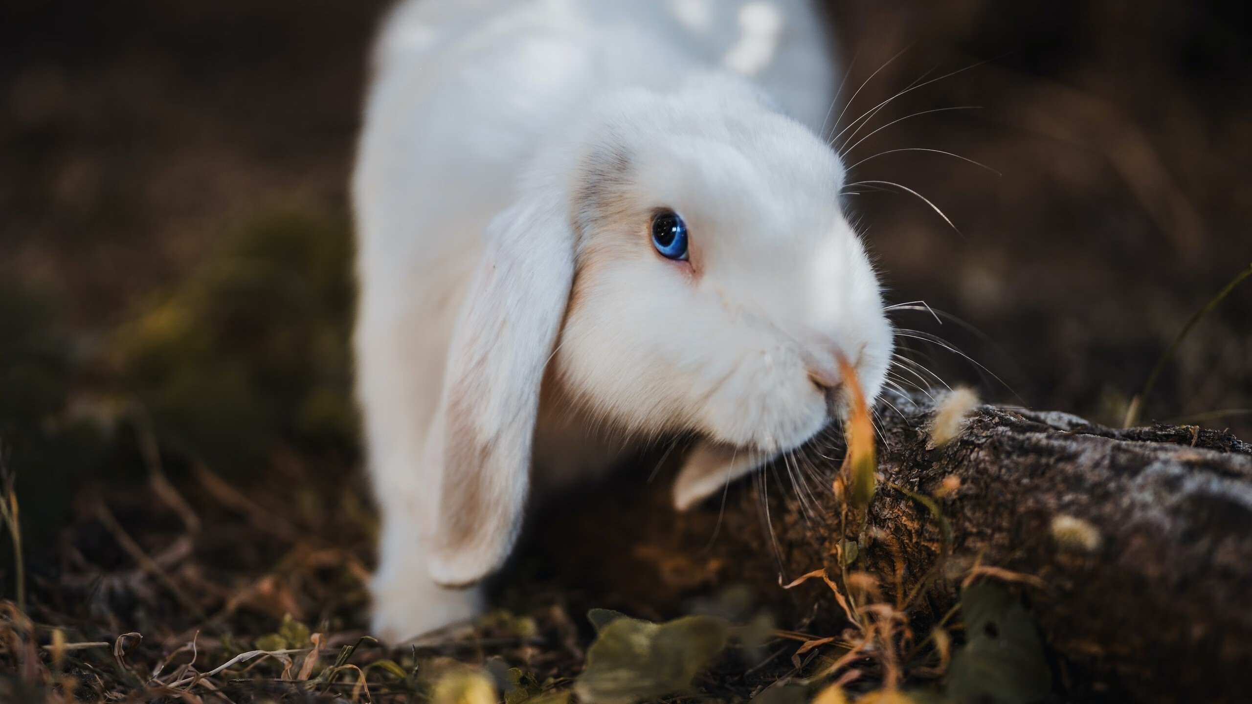球队战略全解析:从战术布置到执行细节,球队战术怎么设置
