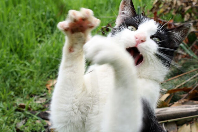 九游jiuyou-荷兰女足在预选赛中表现不佳，未能晋级巴黎，荷兰女足首发阵容