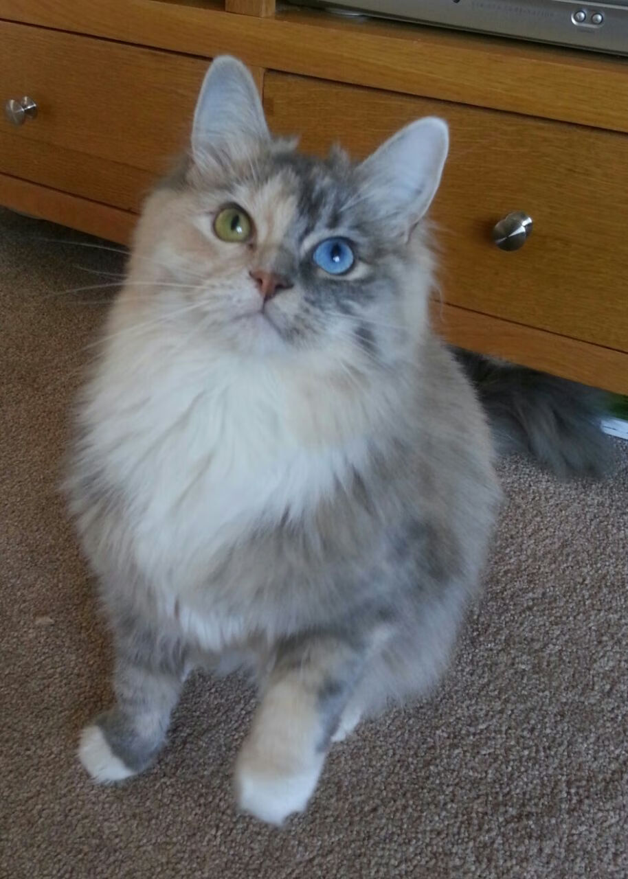 费城76人“新秀”恩比德,带队再上巅峰!,费城76人集锦