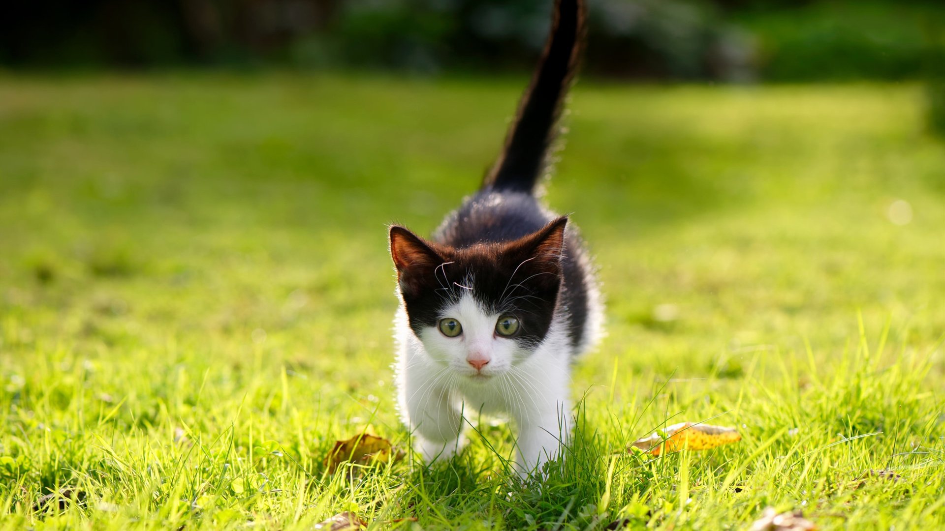 费城76人“新星”恩比德，引领球队重返巅峰！，费城76人 恩比德受伤