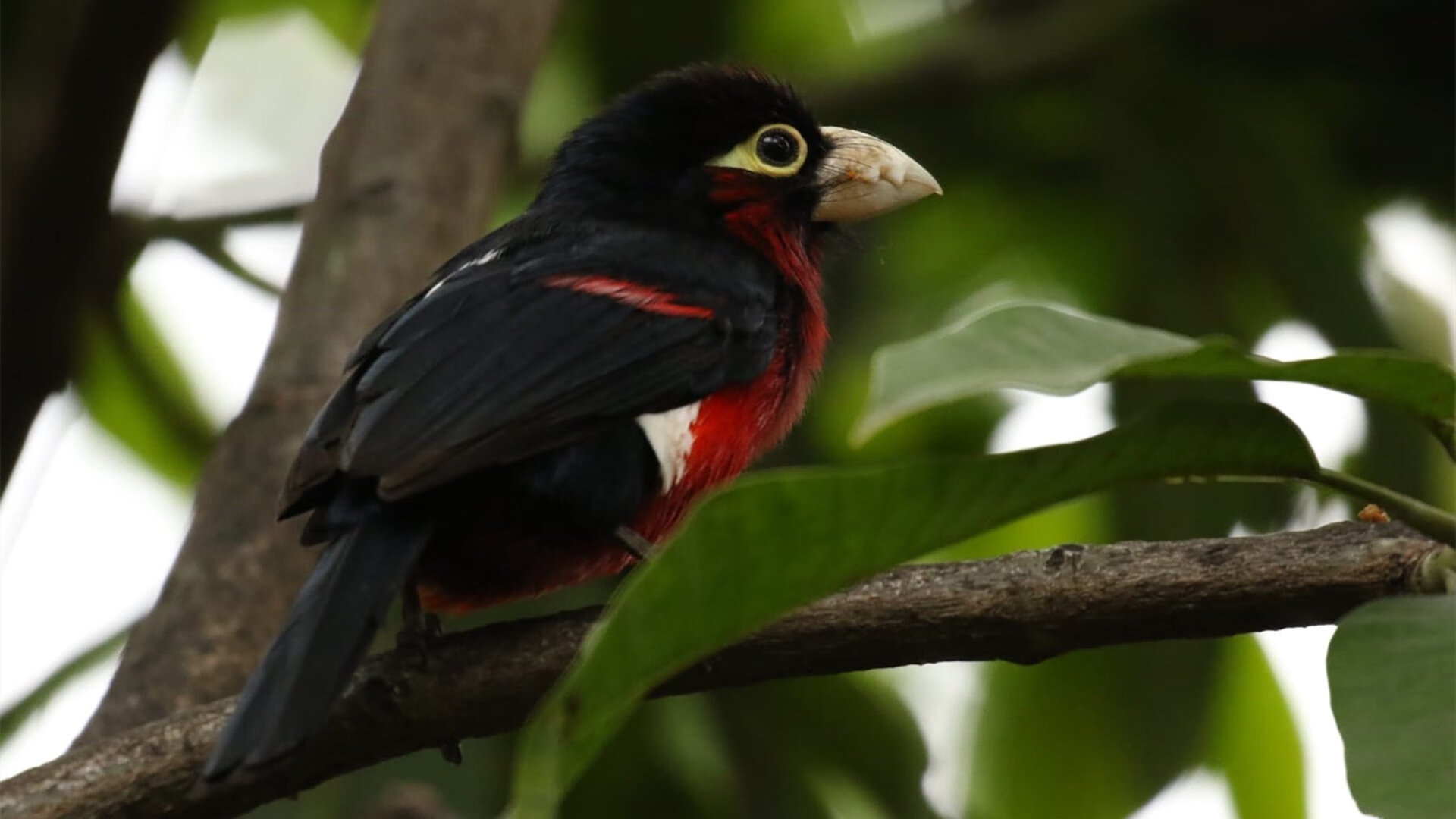-足球青训中心引进先进训练理念，人才培养质提升，足球青训招募