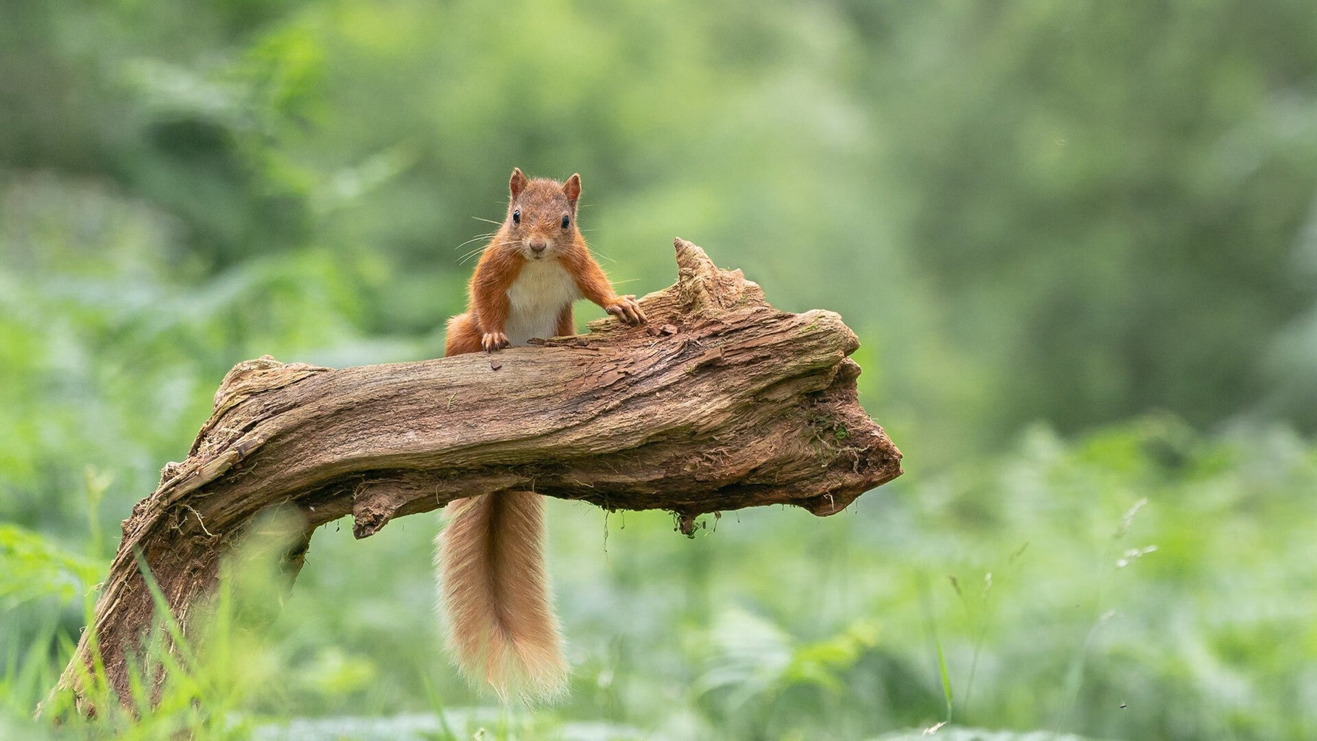 青少年“科技创新+篮球”创新大赛在深圳火热展开,推动行业科技升级