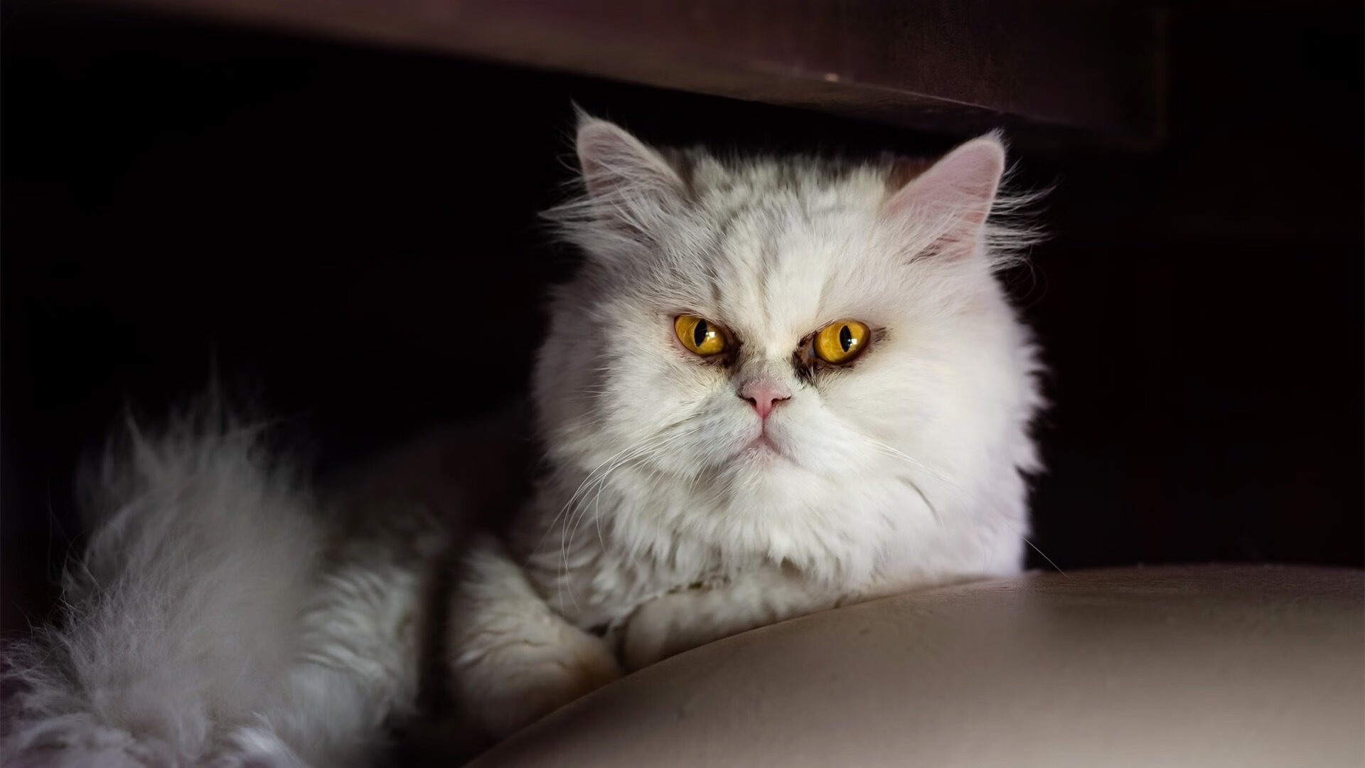 Astralis 在 CCT 赛事中取得佳绩,ccat比赛