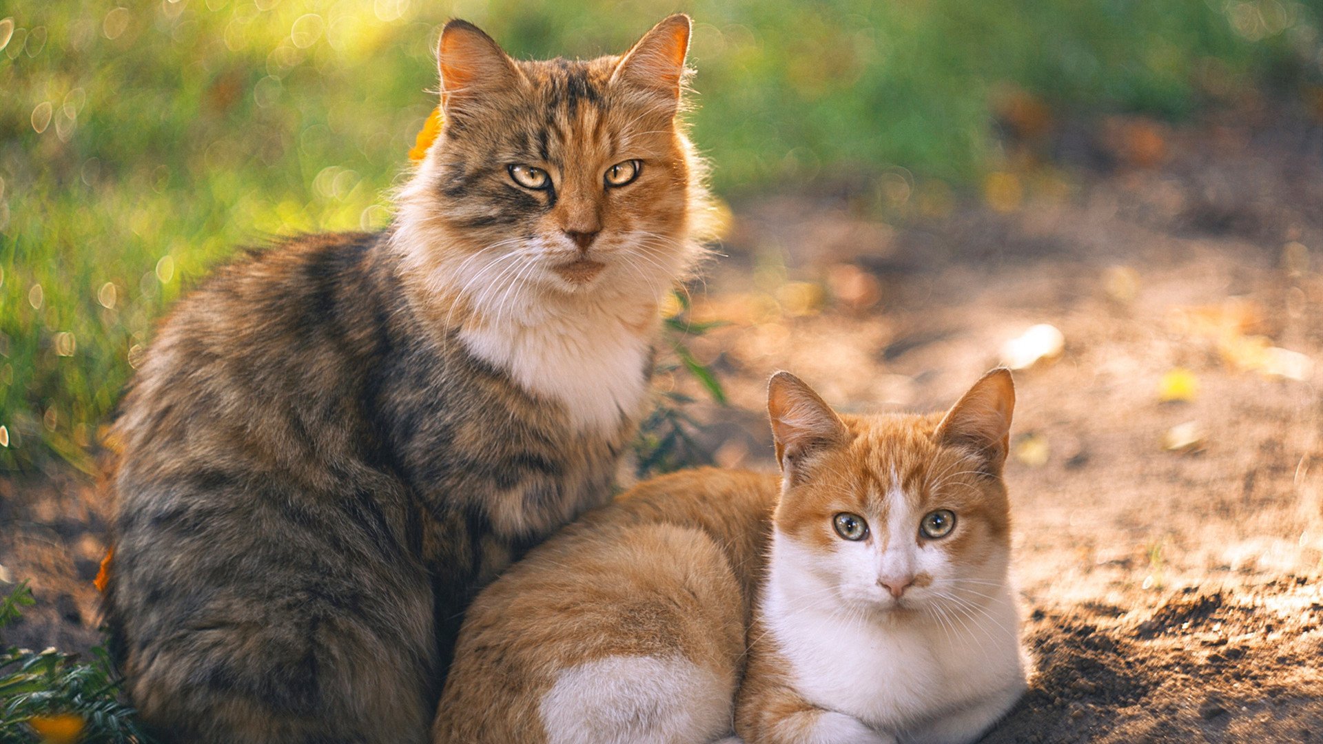 主场优势发挥至极致,奏响胜利乐章,主场优势到底有多重要