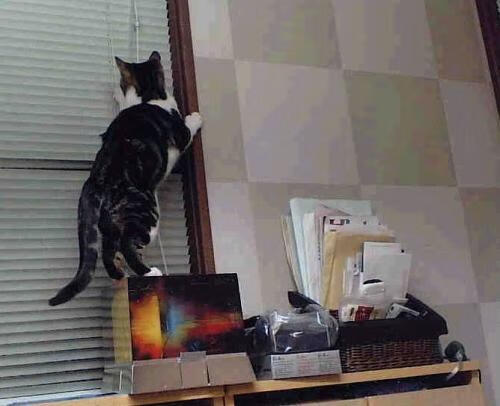 加拿大主帅:输给伊朗毫不冤枉,他们适应雪比我们好,加拿大主教练