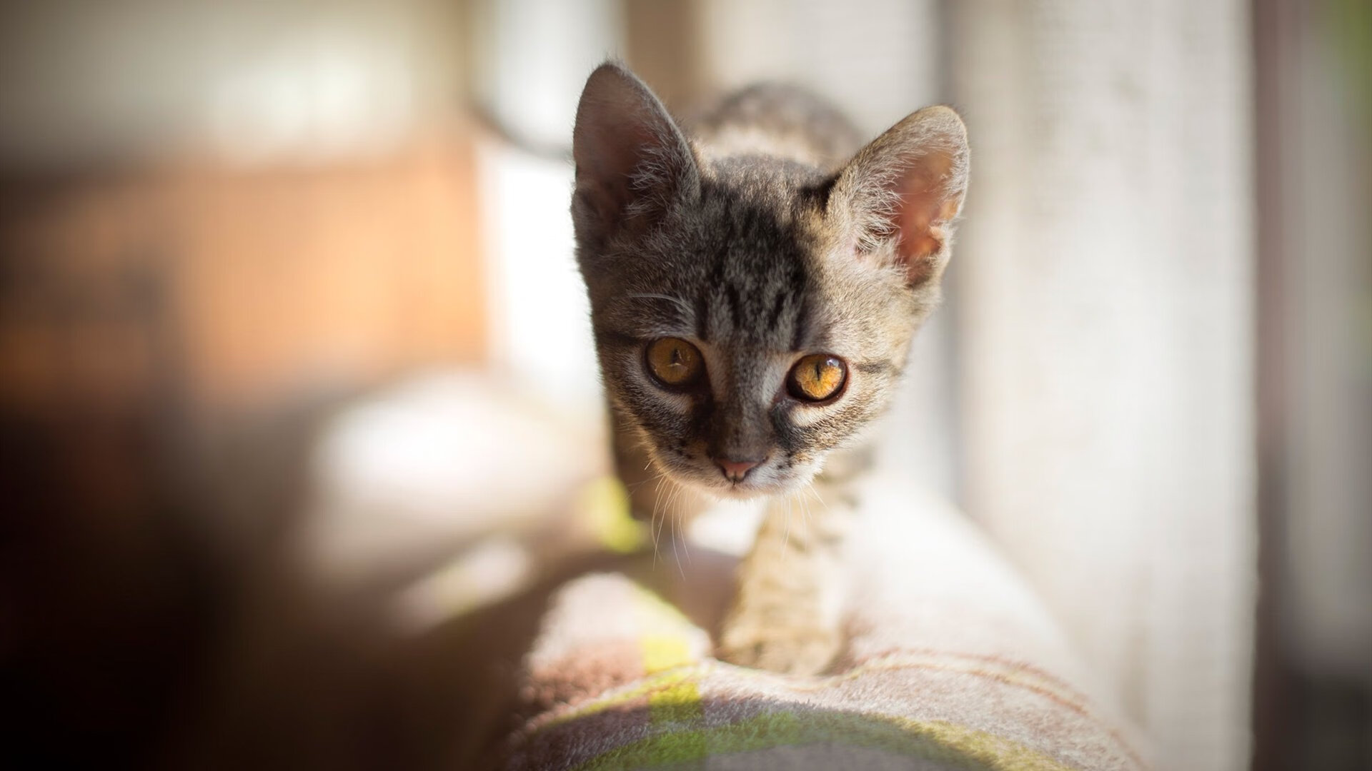 九游电脑版-支持瑜伽与科技结合，推动行业创新，支持瑜伽与科技结合,推动行业创新发展