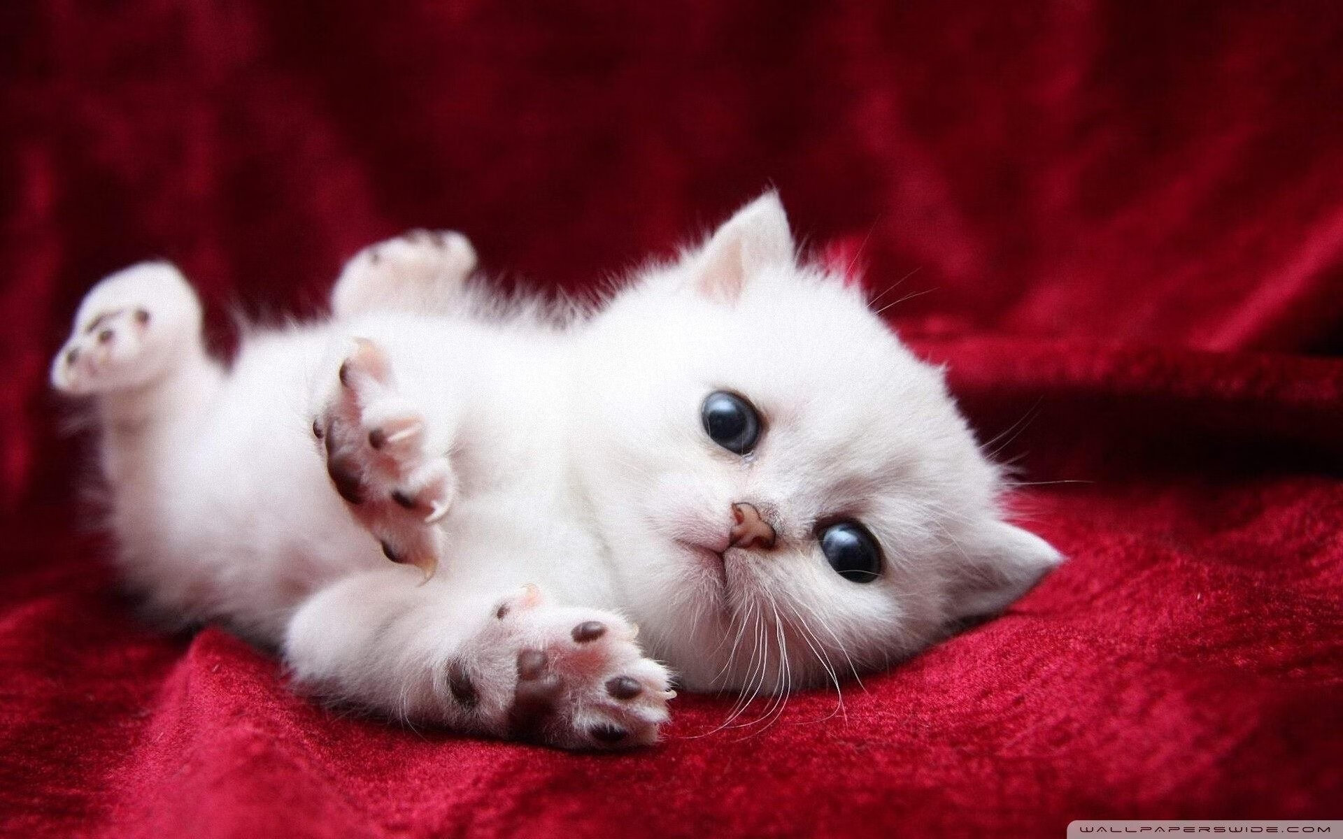 新疆广汇球员转会市场受关注,新疆广汇篮球俱乐部球员名单