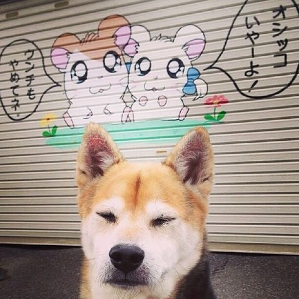 琉球黄金国王季后赛冲刺态势良好,琉球王国现状