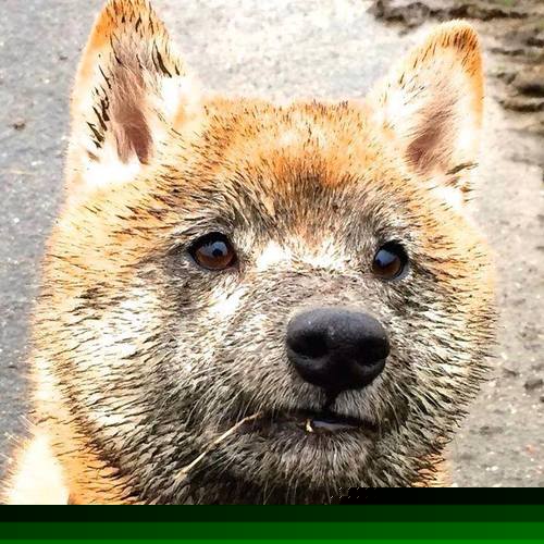 联盟是否应推动球员开展历史文化研究，联盟是否应推动球员开展历史文化研究