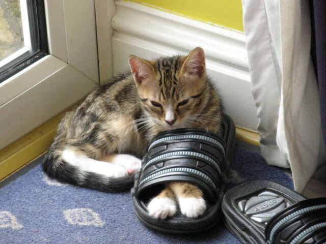 荷兰队在比赛中展现出优异的进攻实力,荷兰队怎样