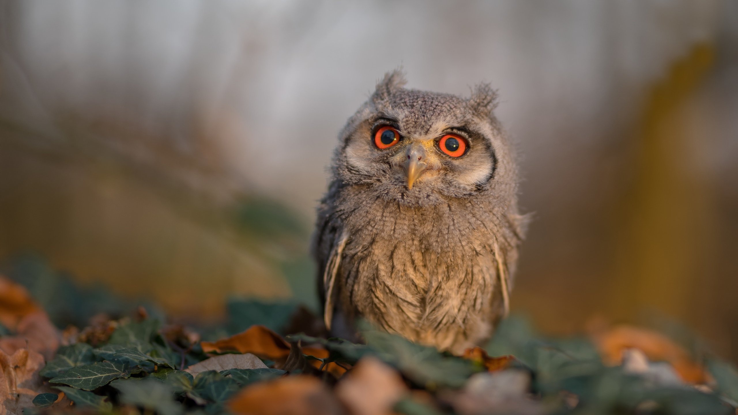 青少年篮球比赛裁判标准更新,青少年篮球比赛视频