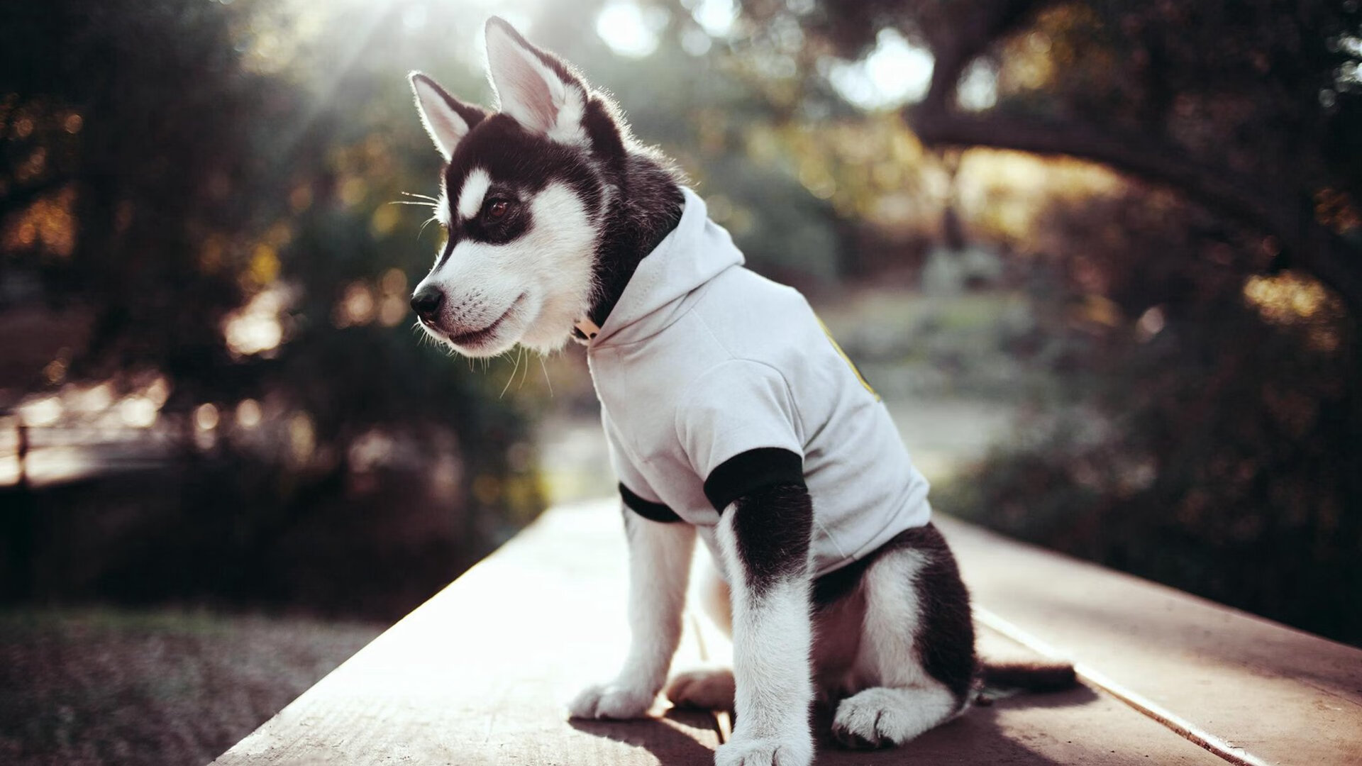 Palmer或成切尔西进攻新核心,pedro切尔西