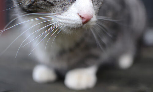 中国三人篮球女队科学训练持之以恒,中国三人篮球女队获得的成绩为