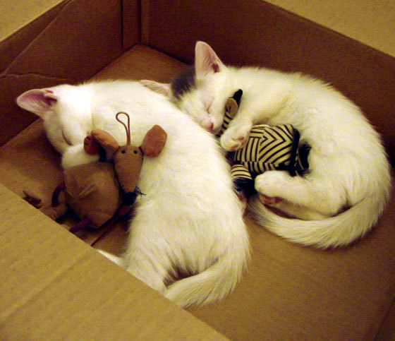 多特蒙德攻守转化速度快打出反击优势，多特蒙德厉害