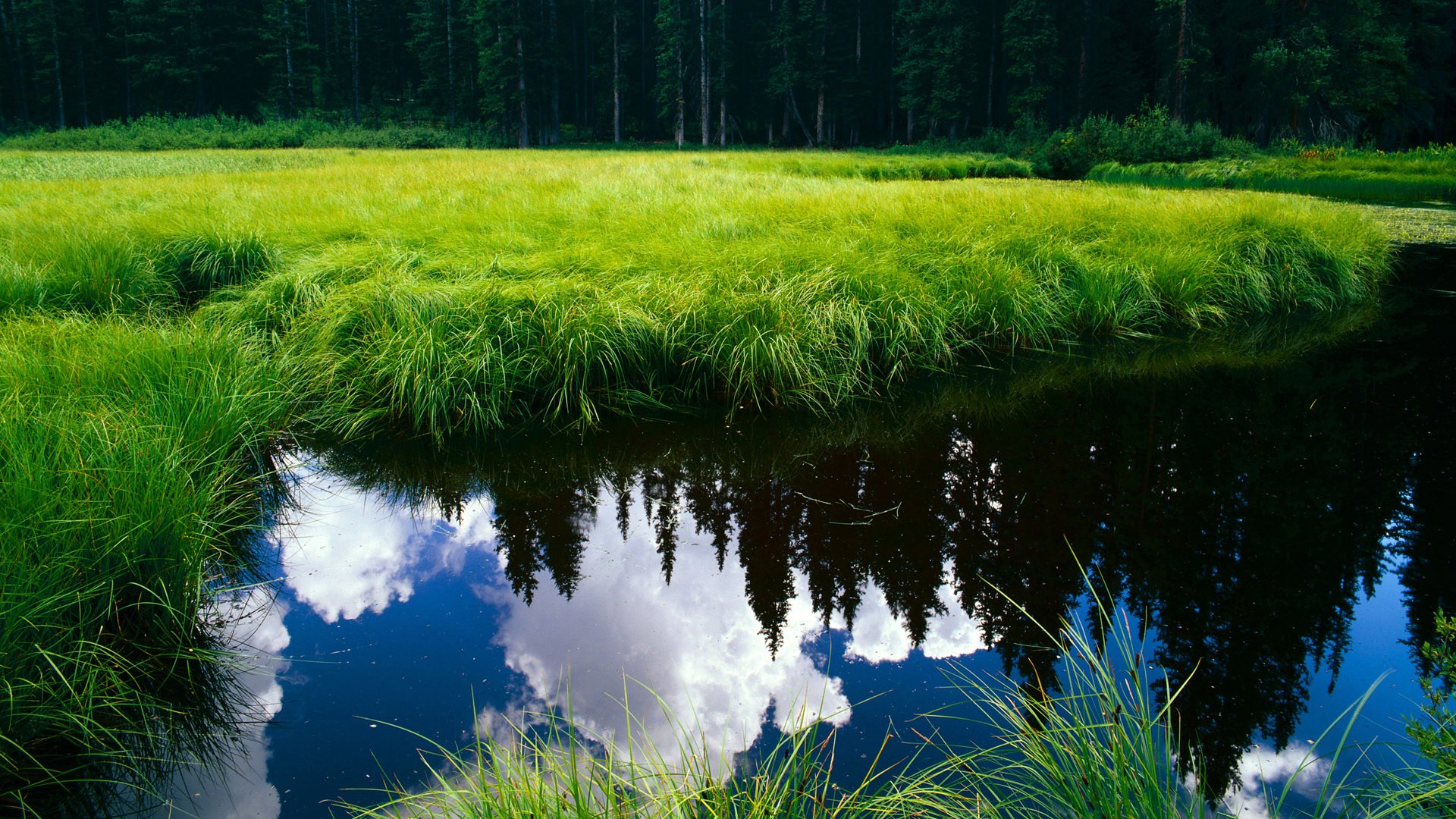 女子蝶泳划频节奏变化曲线对比图，女子蝶泳100