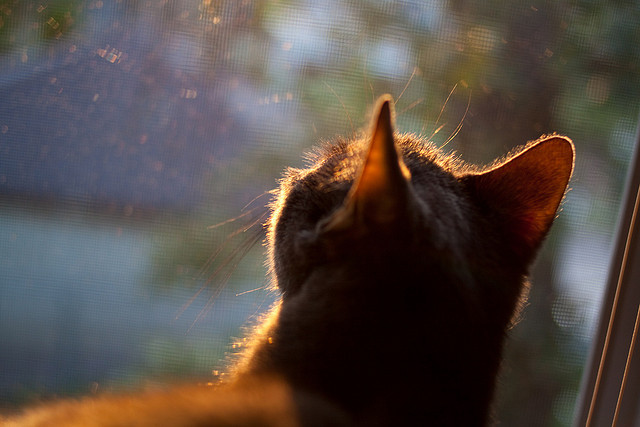 德国队在2024年混合团体世界杯的关键战役,德国队在2024年混合团体世界杯的关键战役有哪些