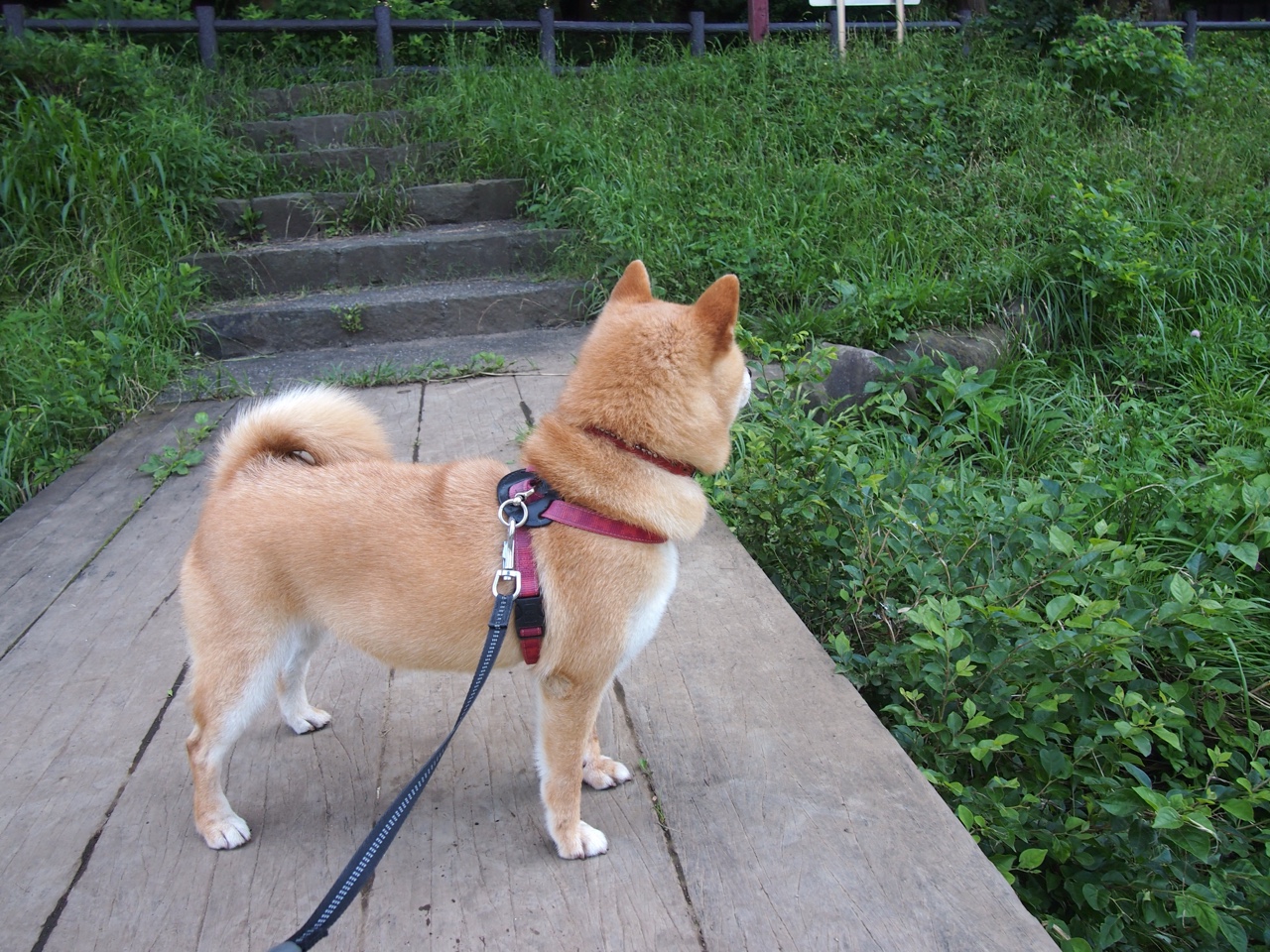 国际比赛中加入全景直播技术，带来沉浸式观赛体验，全景视频直播