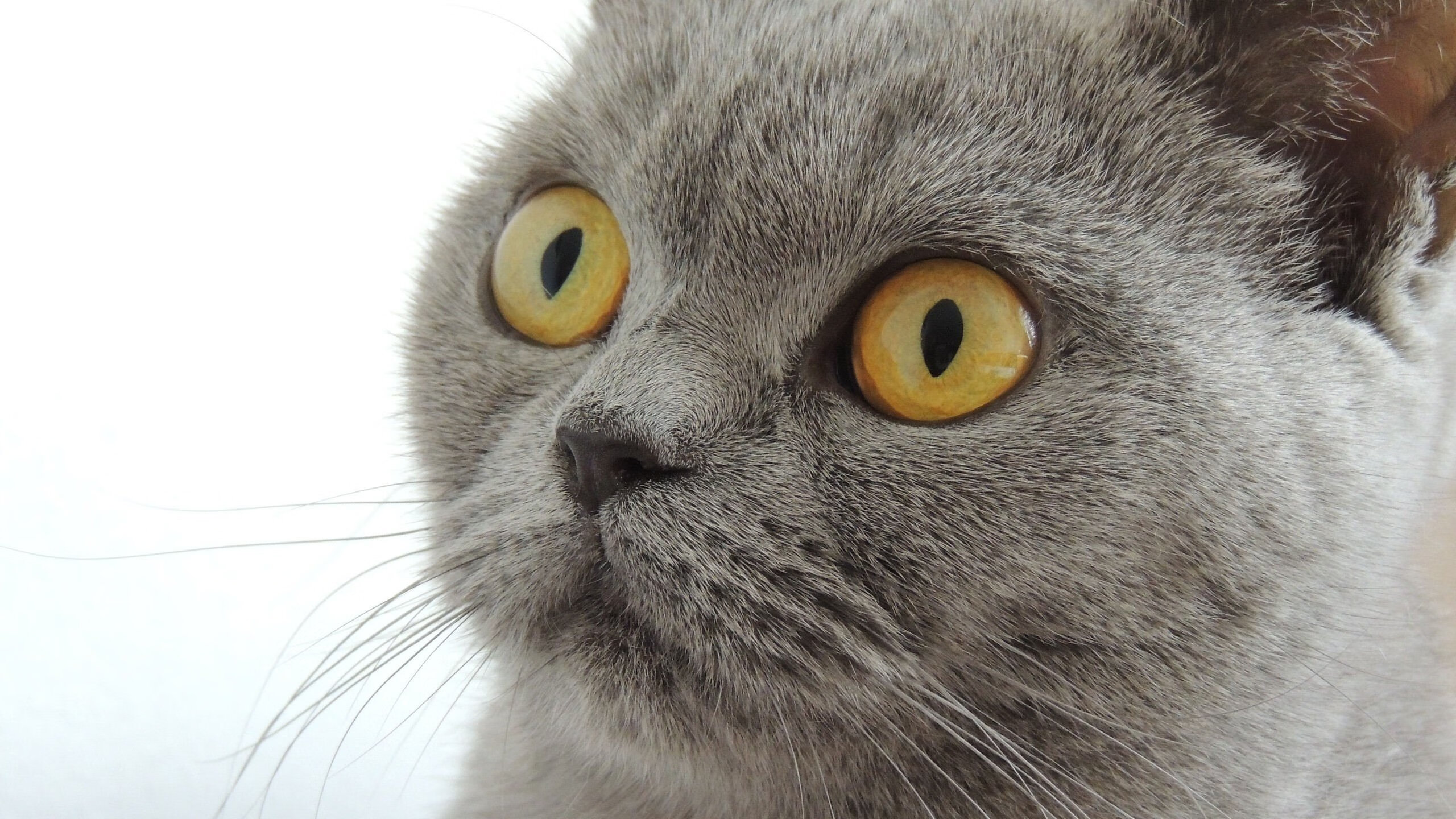 希腊女篮再次夺冠，持续传承辉煌荣耀，希腊女篮直播